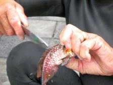 Picture courtesy of Jennifer Barclay : Lunch being readied