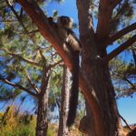 Anh Nguyen - A Cultural Insight of Madagascar’s East, Central & Western Landscape 1