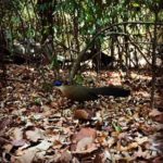 Anh Nguyen - A Cultural Insight of Madagascar’s East, Central & Western Landscape 5