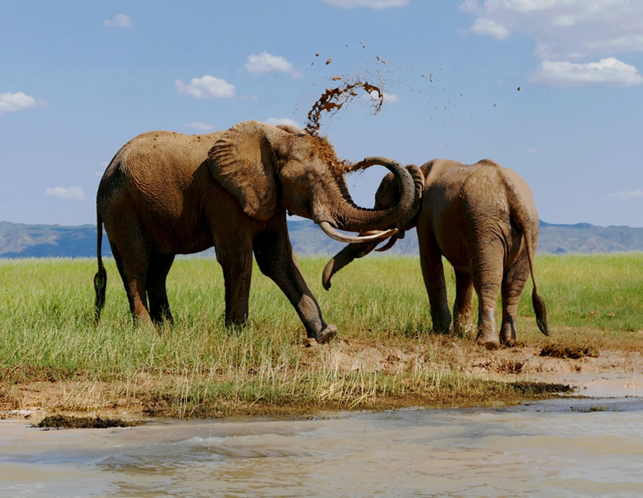 Elephants at play
