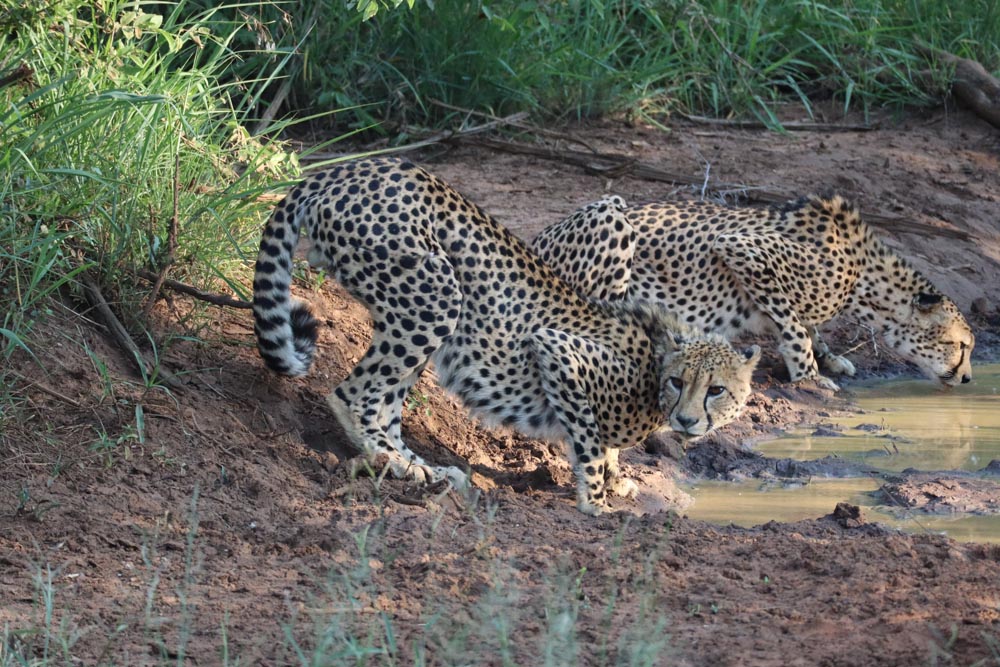 August 2024 - Cheetahs at Dawn Garonga Game Reserve South Africa by Paul Webb