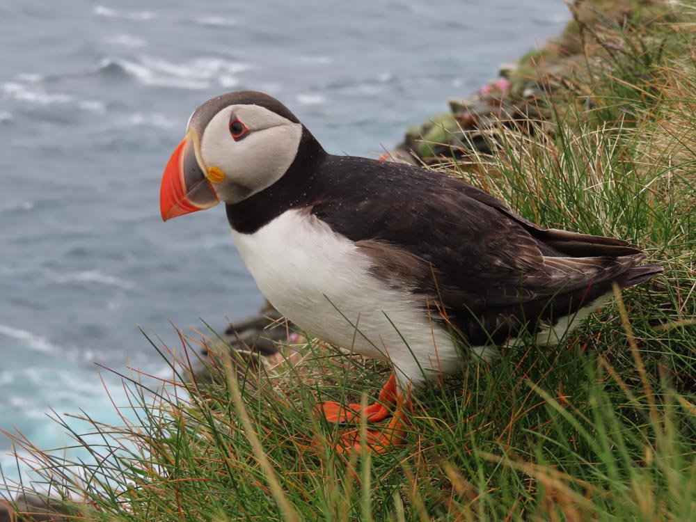 March 2024 - Puffin Sumburgh Head Shetland Islands by Fiona Churchill