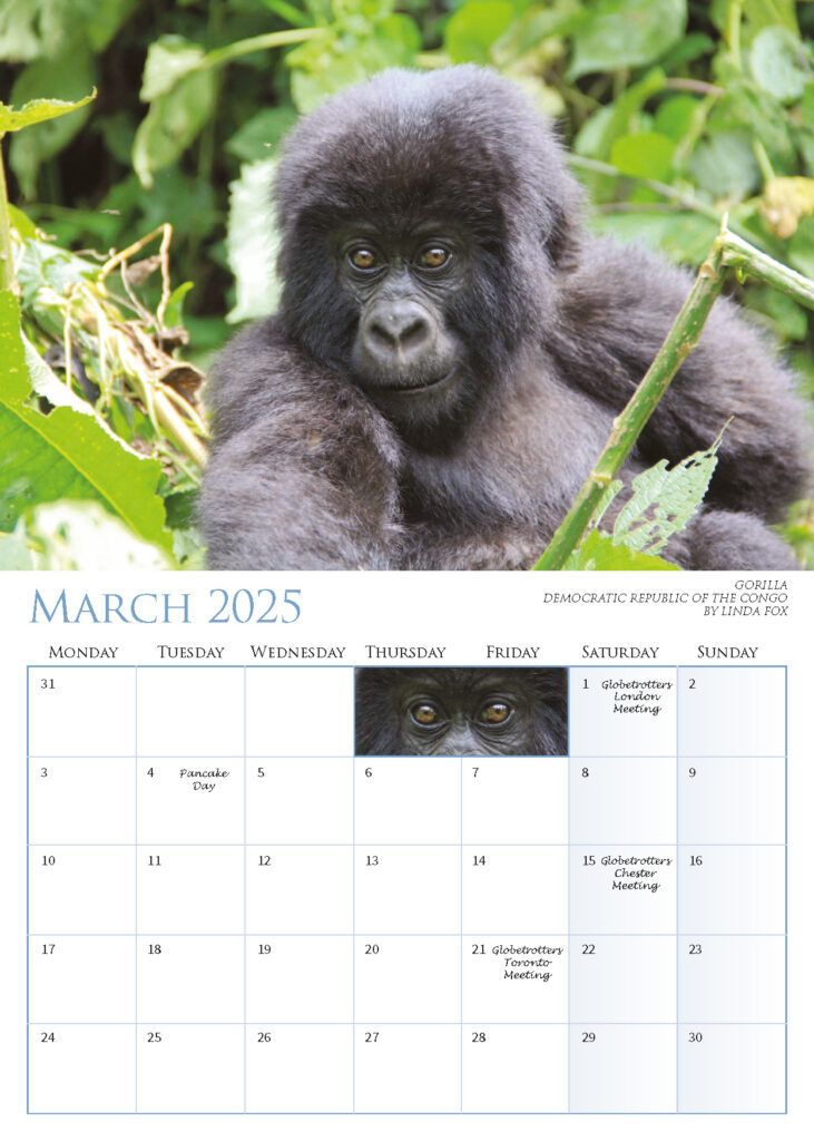 March 2025 – Gorilla, Democratic Republic of the Congo, by Linda Fox.