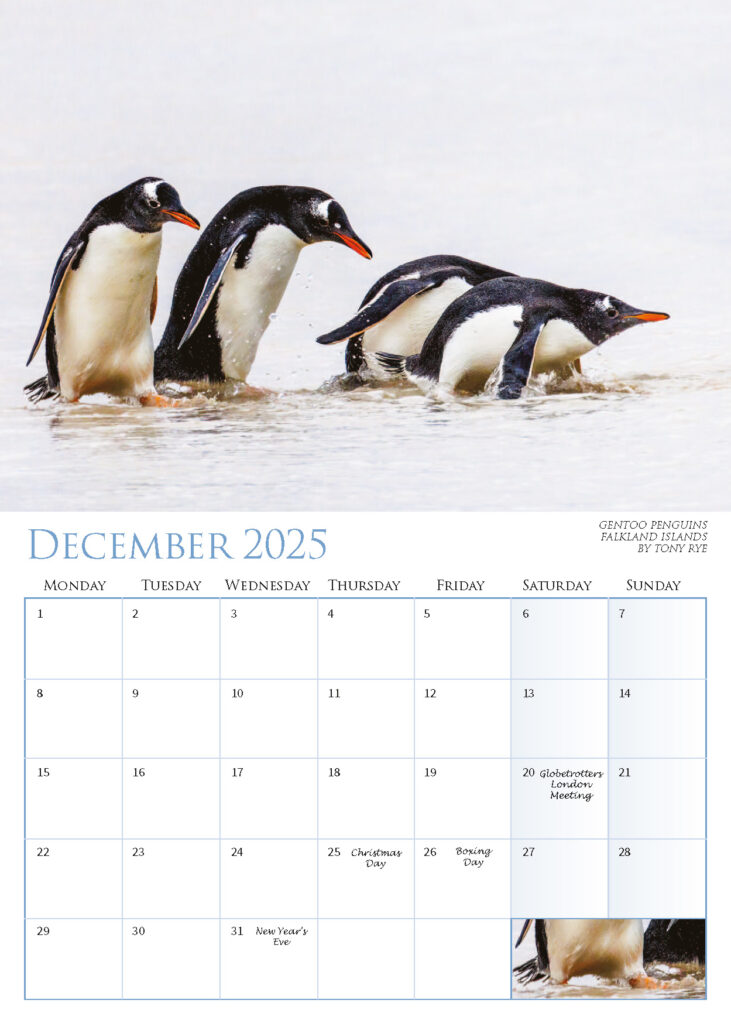 December 2025 – Gentoo Penguins, Falkland Islands, by Tony Rye.