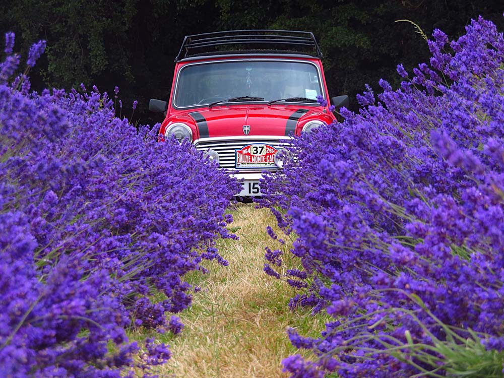 May 2026 Classic Mini In The Lavender Fields, Mayfield, Sutton, Uk By Fiona Churchill