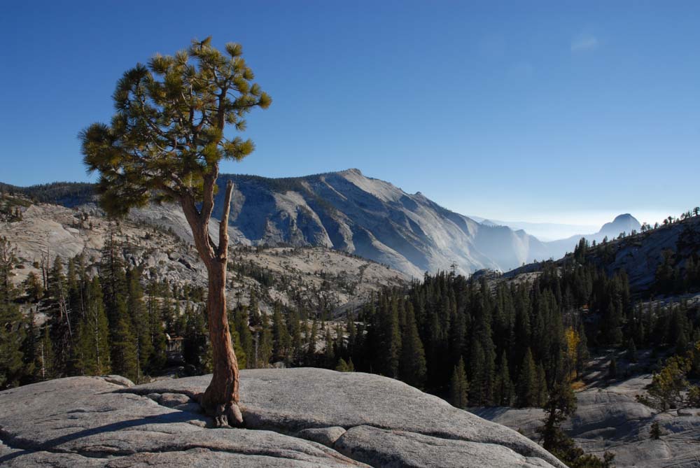 June 2026 Lonesome Pine Yosemite National Park, USA By Kevin Jones
